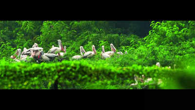Birds flock to Pallikaranai, Perumbakkam