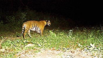 Tiger mauls worker to death in Corbett, 2nd kill in a month