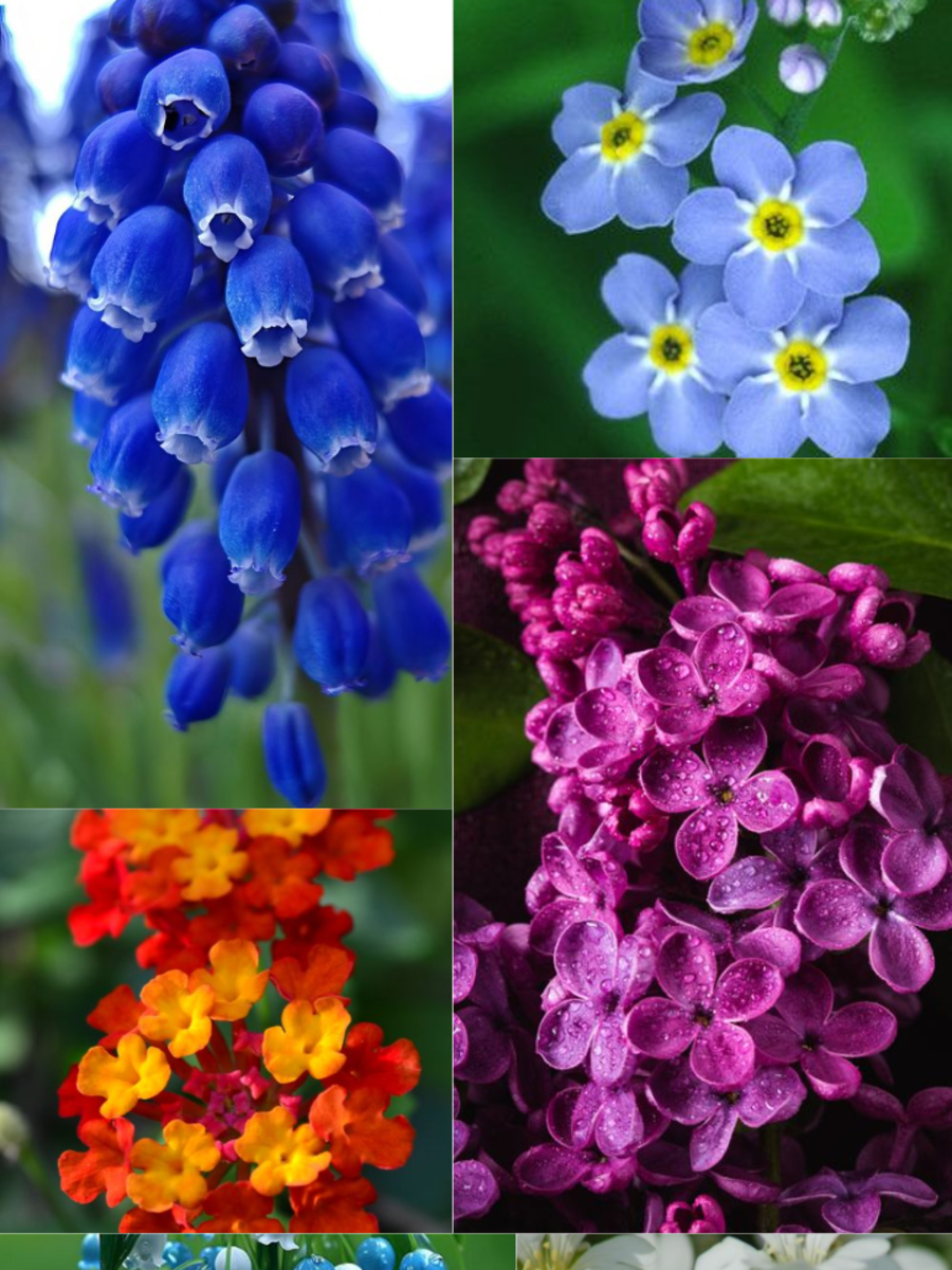 Plants with Tiny Flowers for Your Garden Times Now