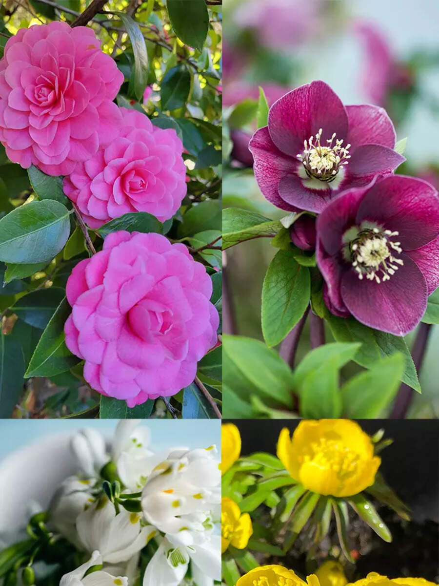 10 winter flowers for your garden News