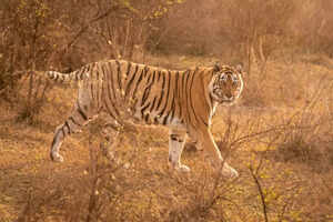 Sariska National Park: An oasis of  wilderness amid Rajasthan's arid terrain