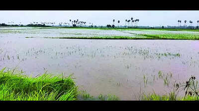 Rain: Heavy Rain Lashes Delta, Inundates Crops | Trichy News - Times of ...