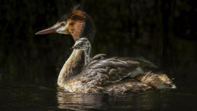 'Weird puking bird' tops New Zealand's avian beauty contest