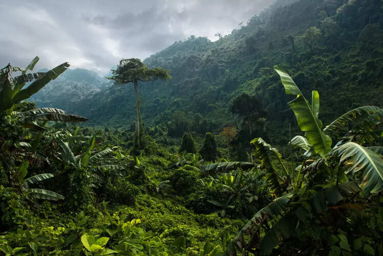 Lush jungles