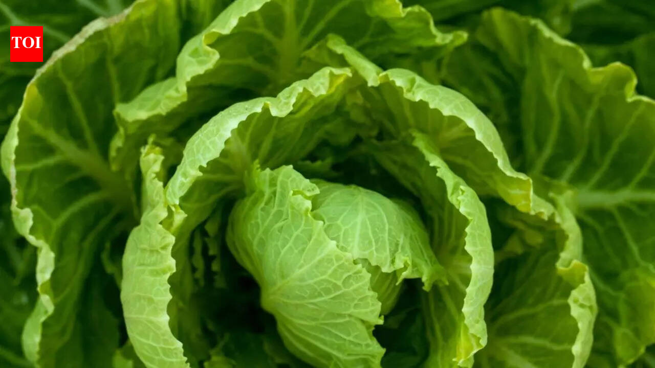 6 simple tips to retain the freshness of lettuce leaves