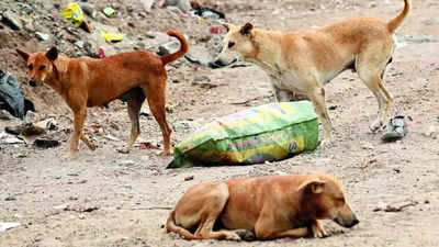 Boy mauled to death by stray dogs in Bareilly