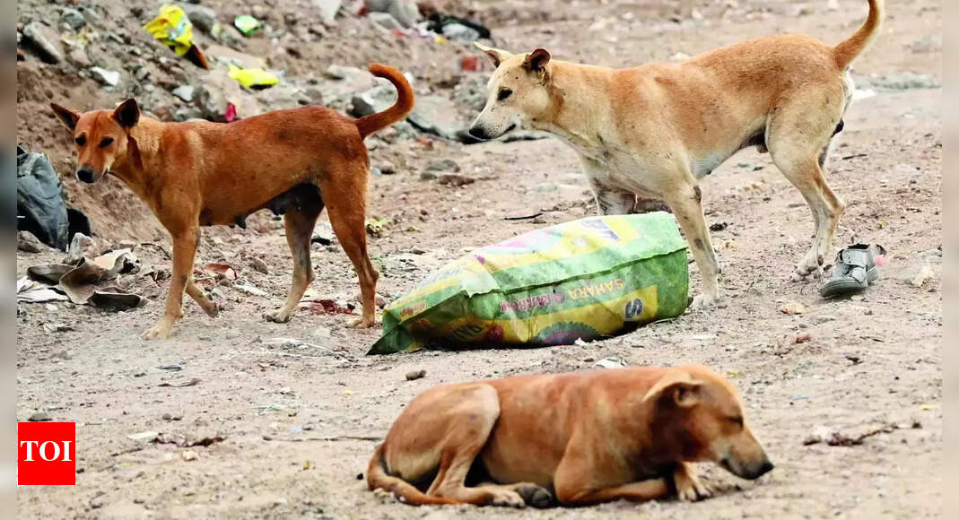 Stray Dogs: Boy mauled to death by stray dogs in Bareilly | Bareilly ...