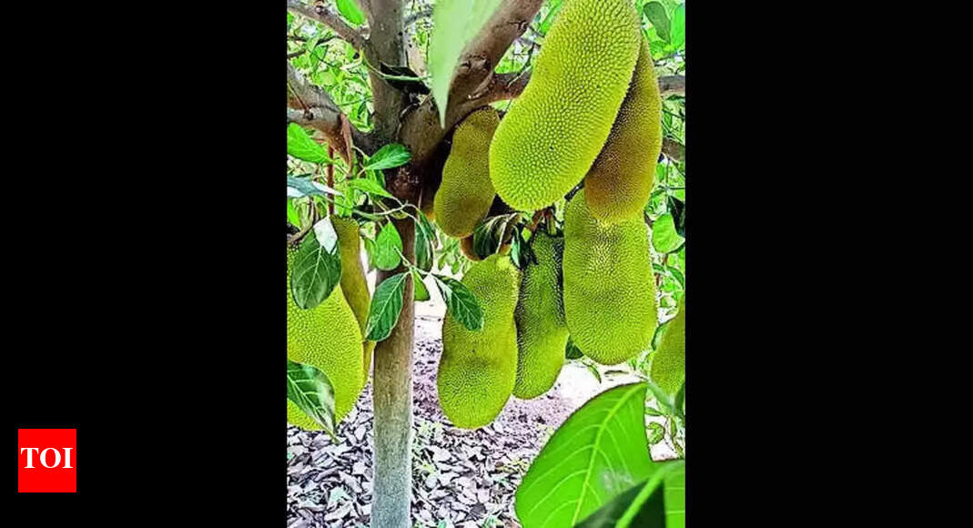 This uprooted jackfruit tree from Malleshwara back in new avatar ...