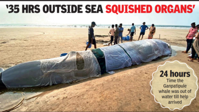 Maharashtra: Beached five-ton calf dies despite whale of an effort