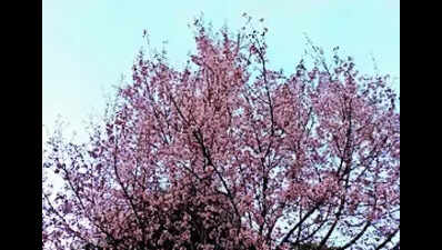 Shillong Cherry Blossom fest shifted to Ri-Bhoi