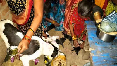 Puppy party: Dog lover in UP throws a bash for 9 newborns
