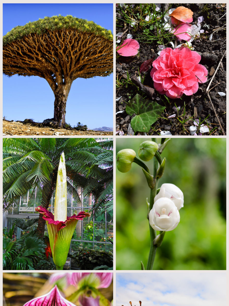 Rarest Trees And Flowers In The World Times Of India rarest-trees-and-flowers-in-the-world-times-of-india