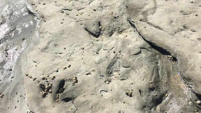 Scientists uncover 120 million-year-old bird tracks in Australia