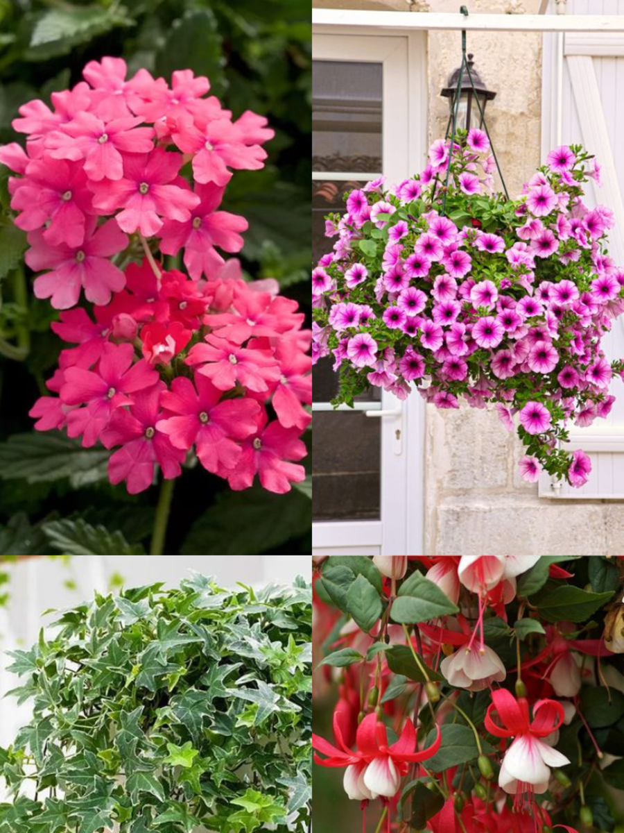 10 Beautiful Hanging Plants for Your Balcony Times Now