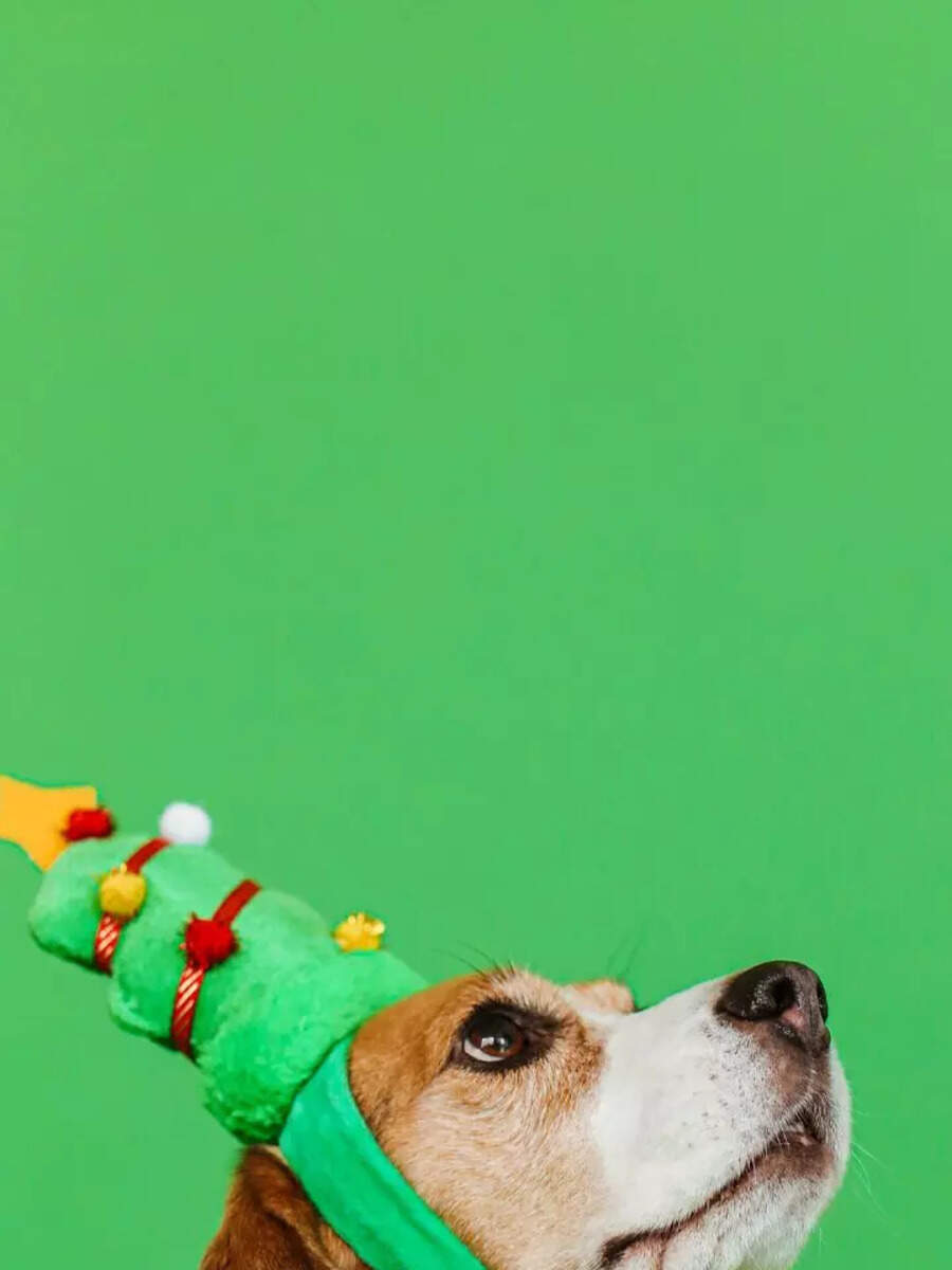 ​9 best indoor dog breeds for your apartment - Vimarsana News