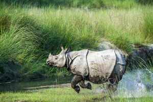 Kaziranga National Park and its four safari zones
