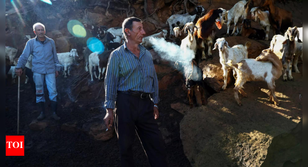 South Lebanon shepherds face risk and ruin from cross-border hostilities – Times of India
