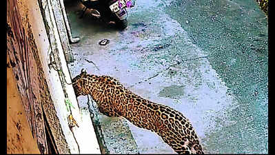 Leopard couple looking for prey stray into Nashik, rescued from two areas
