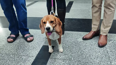Roxy returns: Snatched beagle for whom British owner had announced reward of Rs 1 lakh rescued