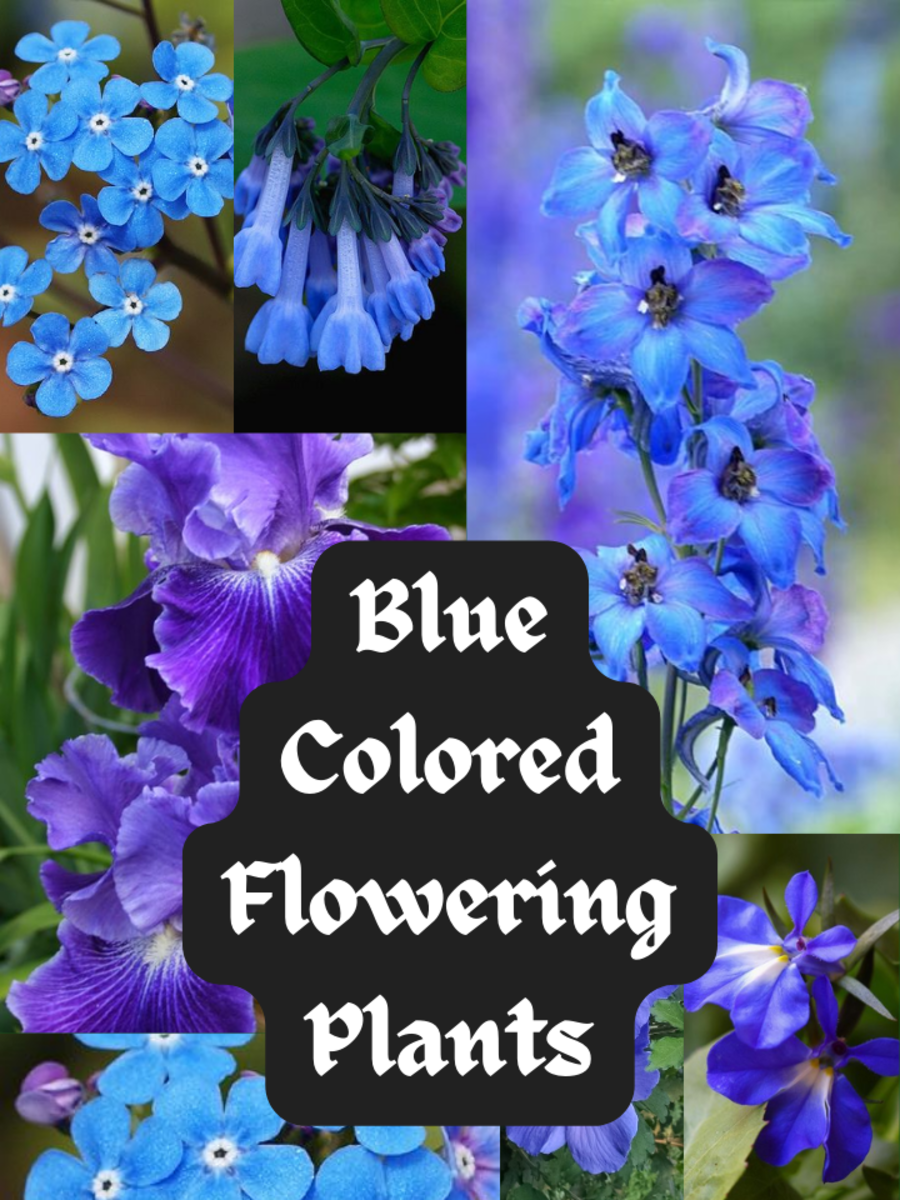 Caribbean Dream – Natural Flower Petal Confetti – Purple Rose, Orange  Marigold, Blue Cornflower, Lemon Verbena – Polly's Petals