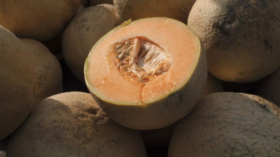 15 US states grapple with Salmonella outbreak linked to cantaloupes