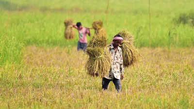 Robust purchase may burden government with 2x rice buffer stock