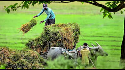 Robust purchase may burden govt with 2x rice buffer stock