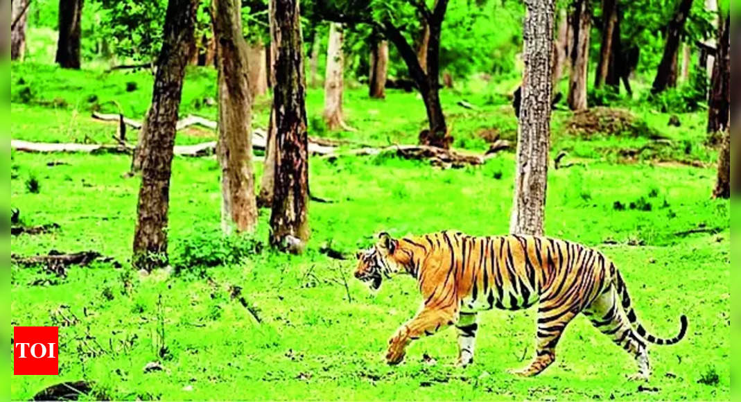 Tiger Safari Zone: New Tiger Safari Zone To Boost Tourism In ...