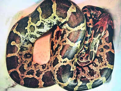 Indian Rock Python: Indian Rock Python Tied To Tree In Chincholi ...