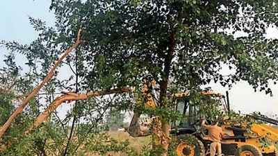 Over a dozen trees felled, 3 acres cleared in Aravali leopard corridor