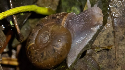 Endangered Ramshorn snails back in the wild after 20 years in captivity
