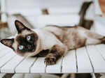 Whiskers and wisdom in the enchanting realm of the Siamese cat