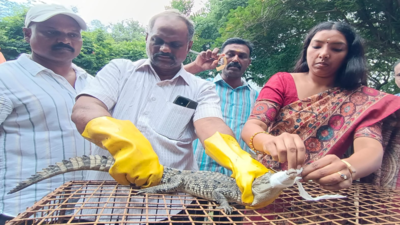 Crocodile captured from Puducherry drain