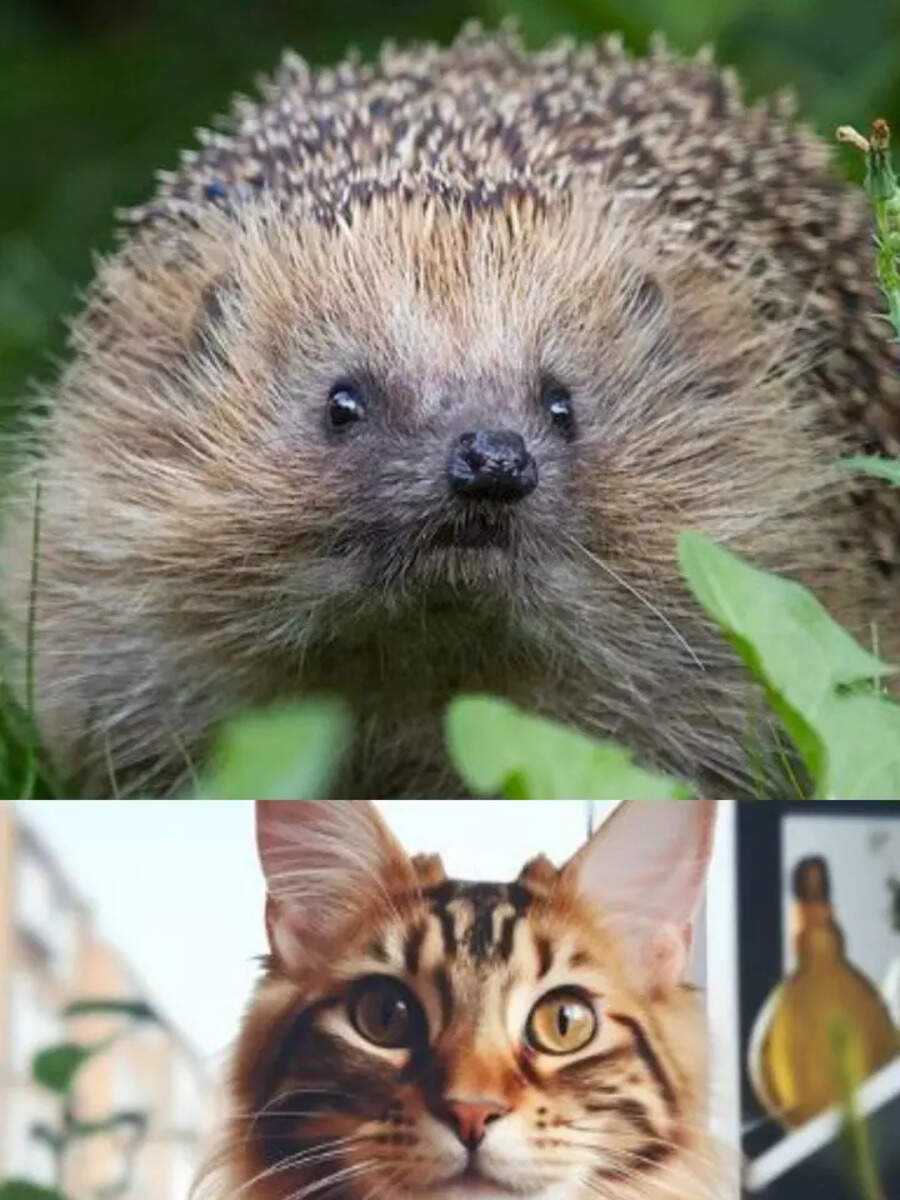 Top 5 Cutest And Exotic Pets To Own Times Now