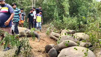 Five elephants electrocuted in Jharkhand forest