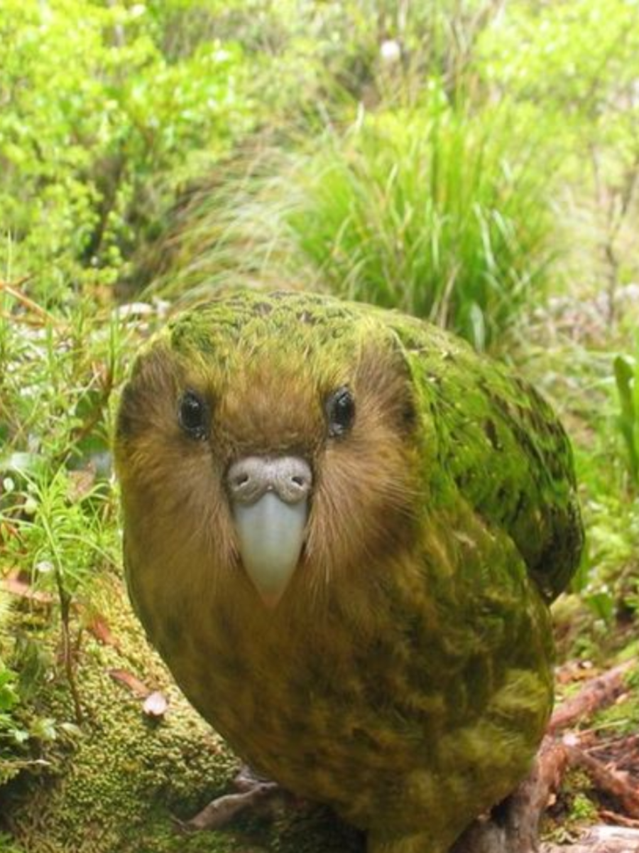 7-of-earth-s-rarest-birds-times-now