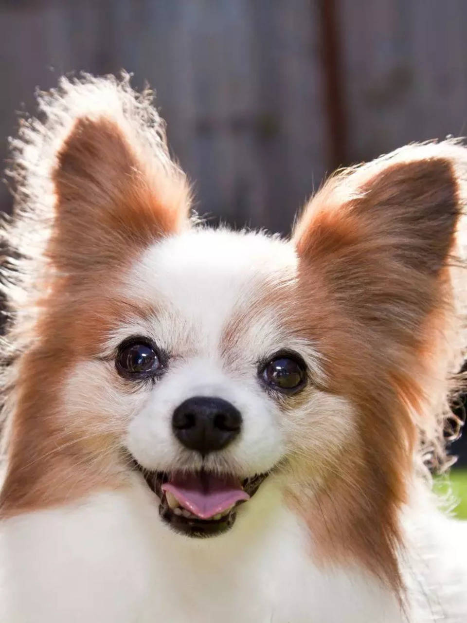 Dog that looks like a 2024 lion small