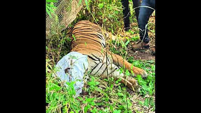 Wrong tiger tranquilised? NTCA seeks report from Madhya Pradesh forest department