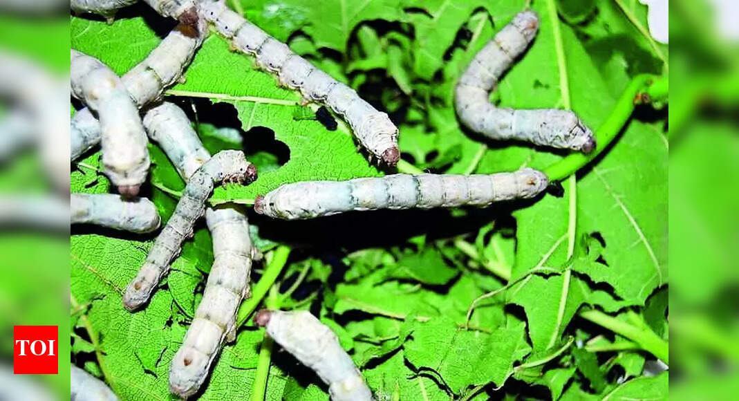 Sericulture: State Targets Sericulture On 25,000 Ha Land To Aid Farmers ...