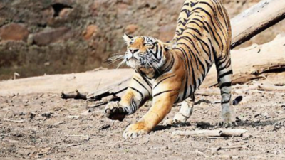 Doc hopes to win hearts with wildlife photos