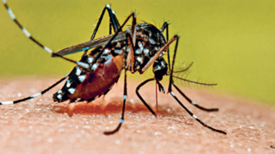 Jaipur, Kota jointly reports 32% of state’s dengue cases