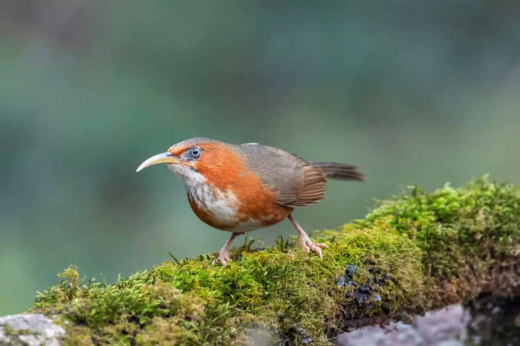 Birding paradise