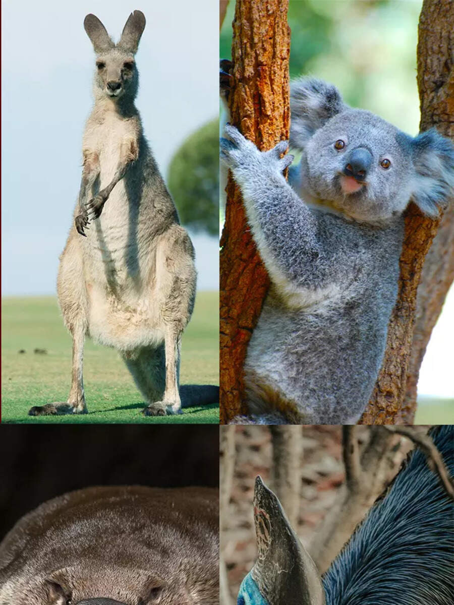 ​10 animals that are only found in Australia ​ - Vimarsana News