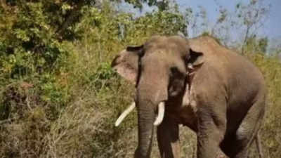 4 trampled to death in Assam by wild jumbos