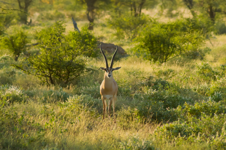 Samburu National Reserve, Kenya