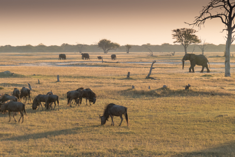 Hwange National Park, Zimbabwe
