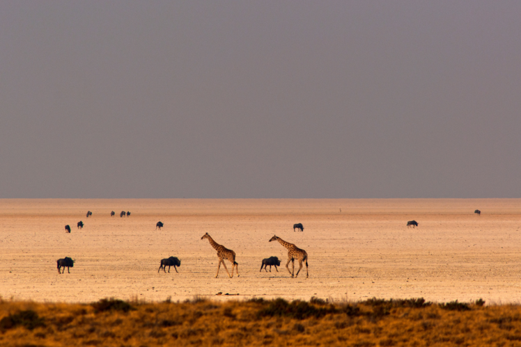 Etosha National Park, Namibia