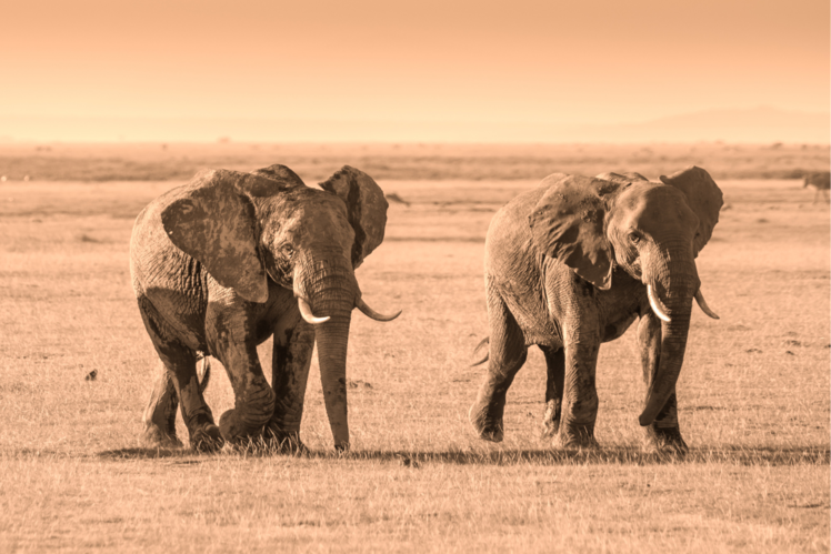 Amboseli National Park, Kenya