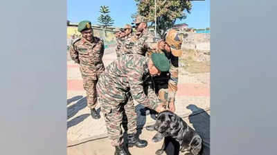 Encounter award for army dog