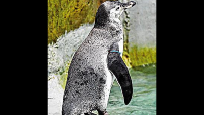 Byculla Zoo presents 3 new penguin chicks on its 161st anniversary, bird count up to 18